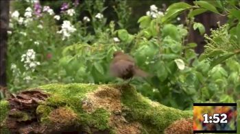 Replay: Bro Flips - 2025 SnowBros | Dec 4 @ 1 PM