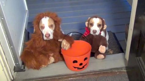 Dogs Go Trick or Treating on Halloween -  With a Dash