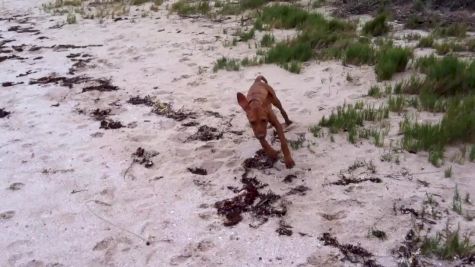 Vizsla puppy at the beach