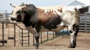 CBR Announces New Game Plan For Bull Team Challenge Franchises