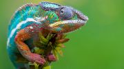 Chameleon Bites Dog