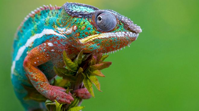 Chameleon Bites Dog