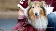 10 Very Good College Football Dogs