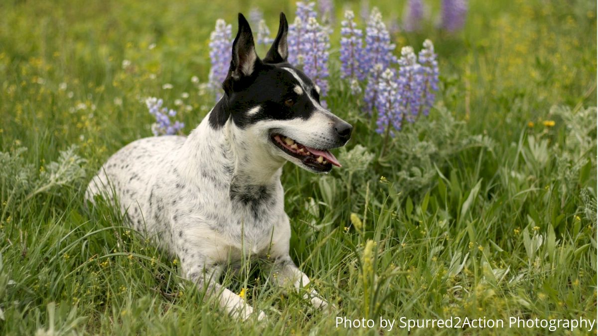 Happy National Dog Day To All The Rodeo Dogs Out There