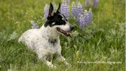 Happy National Dog Day To All The Rodeo Dogs Out There