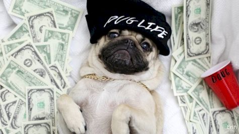 Doug the Pug