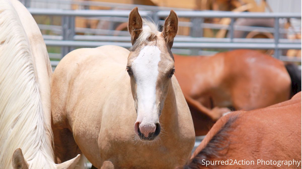 VOTE: Who Is Your Favorite Roughstock Contractor?