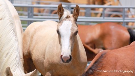 VOTE: Who Is Your Favorite Roughstock Contractor?