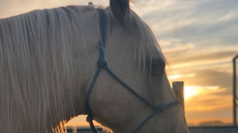 VS Outbreak In Wyoming Delays Big Sky College Rodeo