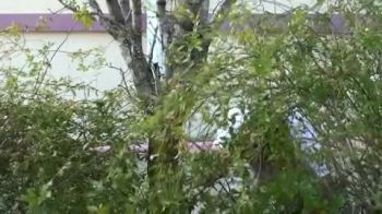 Stick of the Week - Sophina DeJesus