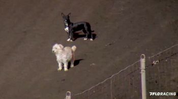 Caution For Dogs In Turn 1 At Merced Speedway