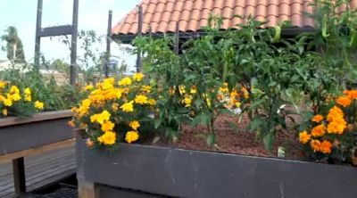 Jacob Harman - Aquaponics Garden