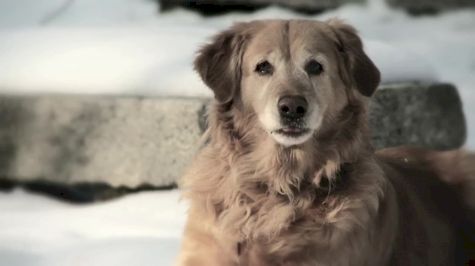 Good Dog smiles