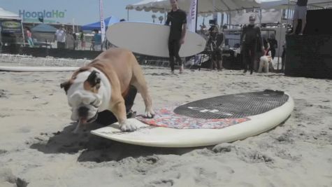 Tillman the Surfing Bulldog