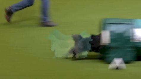 Jack Ruseel Terrier Wipes Out in Dog Show