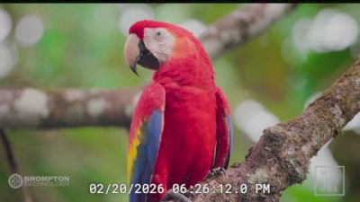 Replay: Andrew Wrestling Test | Feb 20 @ 6 PM