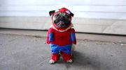 spider-pug-doug-the-pug