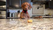 Vizsla vs Tater Tot