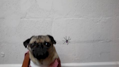 spider-pug-doug-the-pug