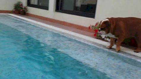 English Bulldog Really wants to swim