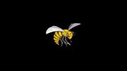 Alabama State Football